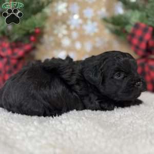 Licorice, Shih-Poo Puppy